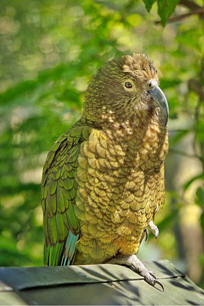 istock New Zealand Native Parrot Kea 2248149973