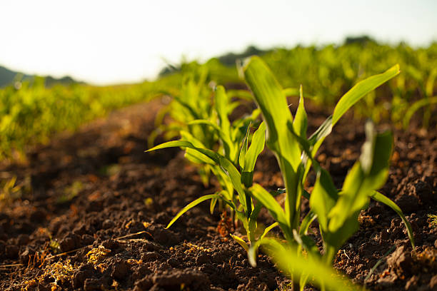 istock Young Corn Plants in Golden Hour Light 2248152420