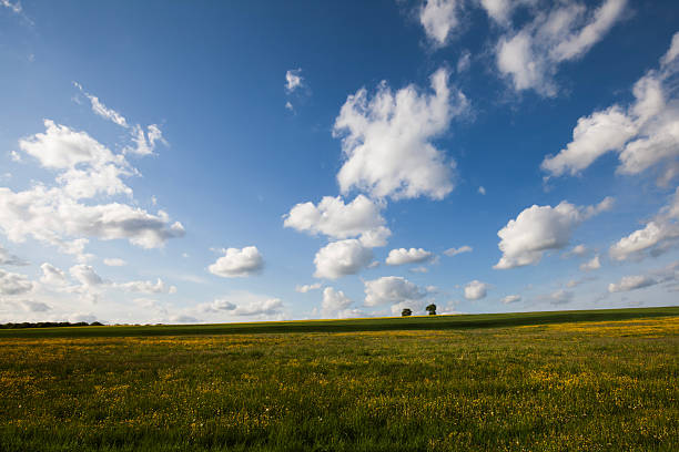 Green field with yellow wildflowers, distant trees and peaceful rural atmosphere