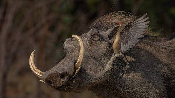istock Warthog portrait with Red-billed oxpecker 2248152856