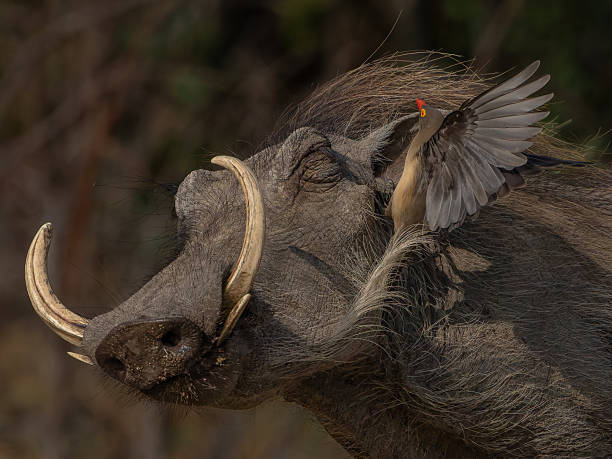 istock Warthog portrait with Red-billed oxpecker 2248152880