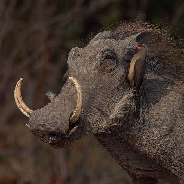 istock Warthog portrait with Red-billed oxpecker 2248152942