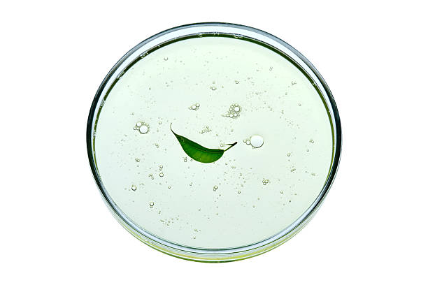 istock Dish detergent in a petri dish with a leaf. 2248154043