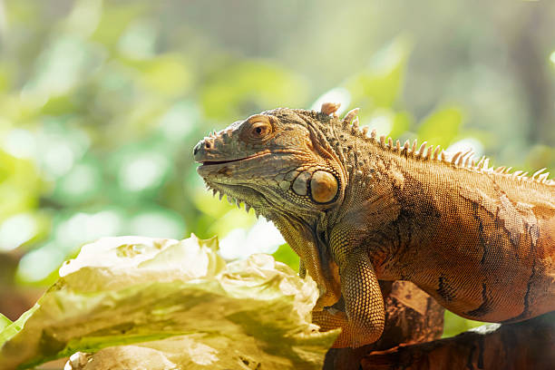 istock Iguana Lizard Resting on Green Branch Close-up 2248154076