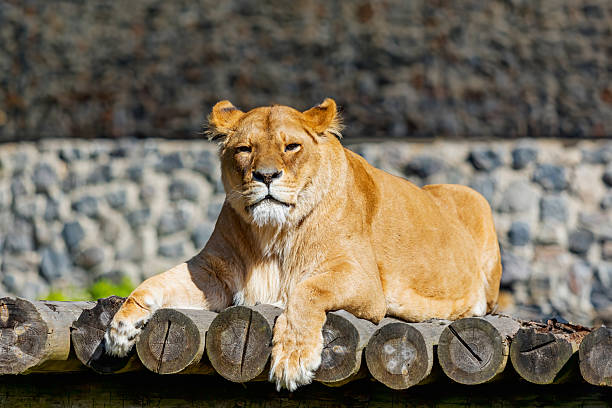 istock Lioness Resting on Wooden Platform 2248154105