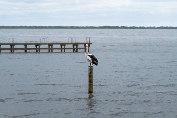 Pelican perching on a timber post in the lake against sky, with timber pier in the background, Lake Colac, Victoria, Australia