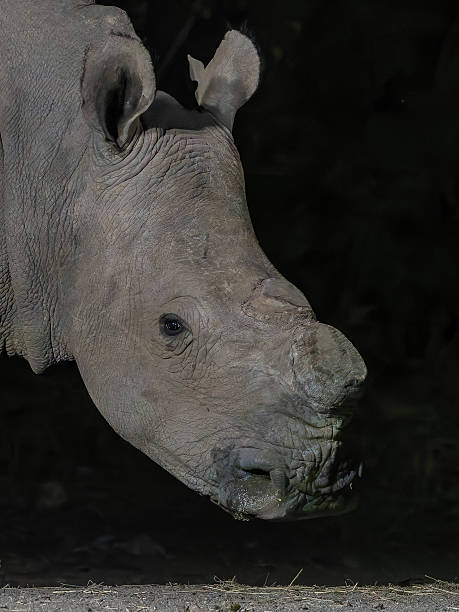 istock White rhinoceros portrait 2248154416