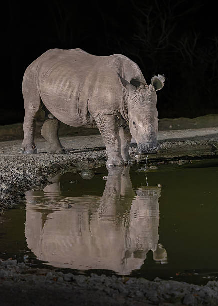 istock White rhinoceros drinking water with reflection in water 2248154455