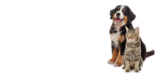 istock Cute cat and adorable dog on white background. Banner design with space for text 2248154500