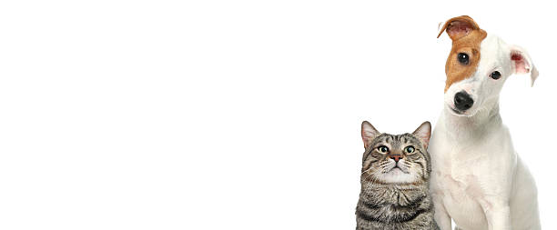 istock Cute cat and adorable dog on white background. Banner design with space for text 2248154501