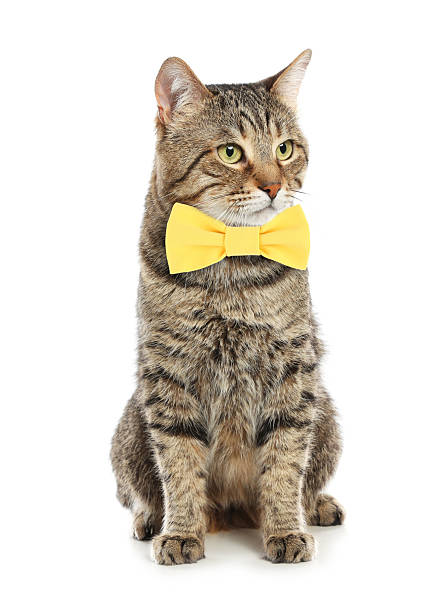 istock Adorable tabby cat with yellow bow tie on white background 2248154502