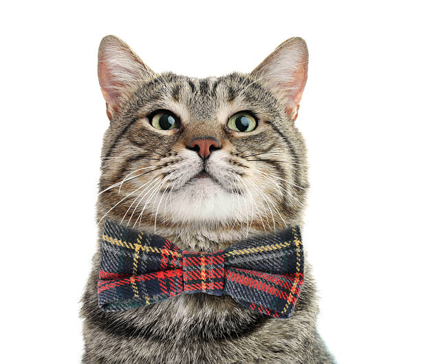 istock Adorable tabby cat with bow tie on white background 2248154511