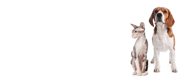 istock Cute cat and adorable dog on white background. Banner design with space for text 2248154515