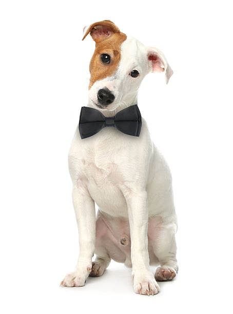 istock Cute Jack Russell terrier with black bow tie on white background 2248154531