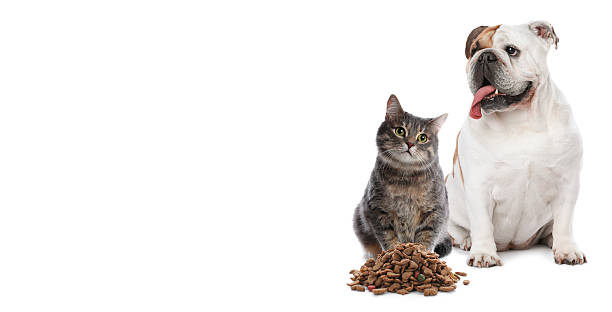 istock Cute cat and adorable dog on white background. Banner design with space for text 2248154533