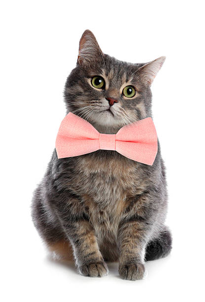 istock Adorable tabby cat with pink bow tie on white background 2248154540