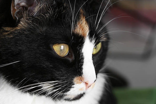 istock Cute cat with corneal opacity in eye on blurred background, closeup 2248154551