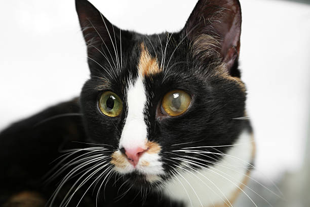 istock Cute cat with corneal opacity in eye on blurred background, closeup 2248154553