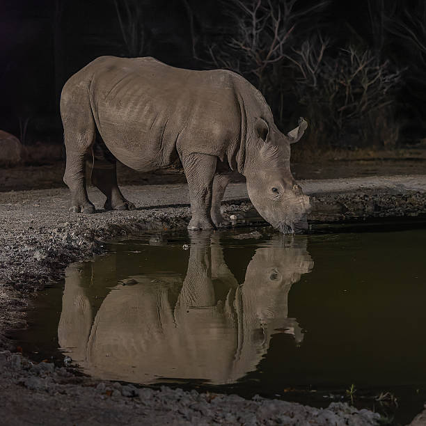istock White rhinoceros drinking water with reflection in water 2248154672