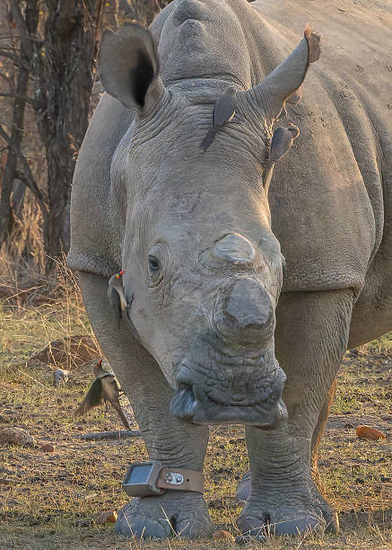 istock White rhinoceros portrait with Red-billed Oxpecker 2248155138