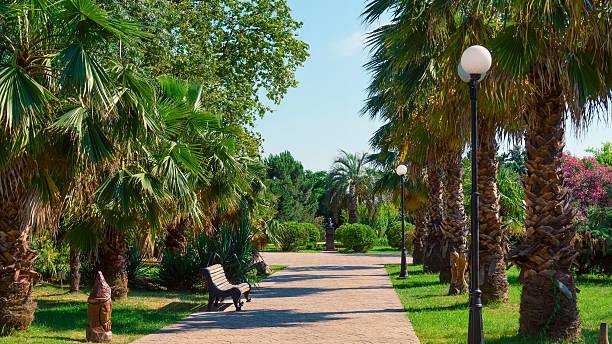 istock A sunny park pathway lined with tall palm trees and a bench 2248156309