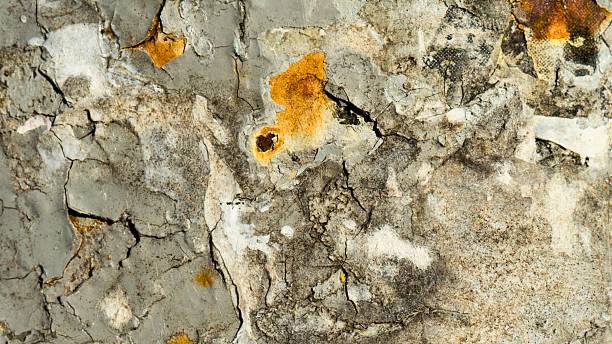 istock Close up of textured tree bark with amber sap droplets 2248156316