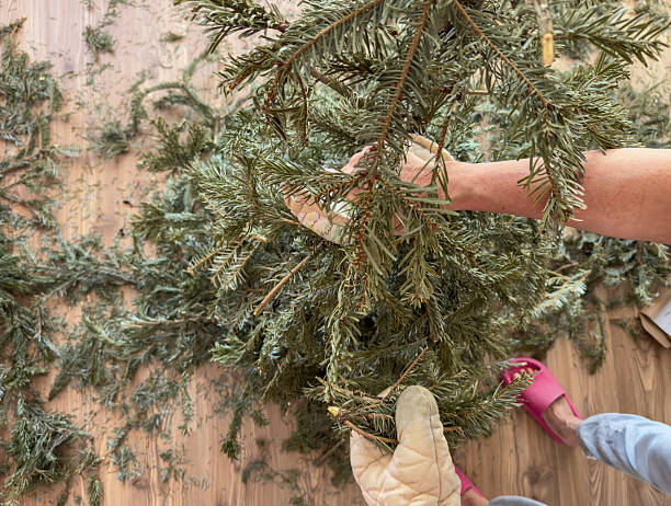 istock Woman Breaking Christmas Tree for Disposal in Bio Waste or Compost 2248156581