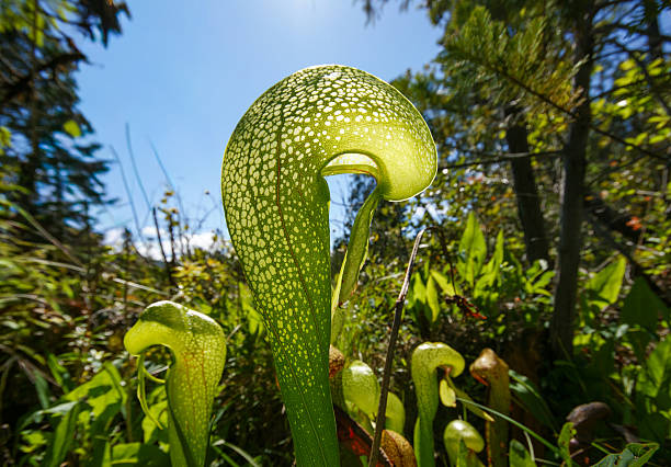 A specialized floral structure from a tropical carnivorous pitcher plant native to humid lowland rainforests stretching from Indochina to the Sunda Shelf, including Thailand, Malaysia, and Borneo. Members of the genus Nepenthes exhibit remarkable morphological adaptations including modified leaf tendrils that form pitfall traps for insect capture. These phytotelmata are filled with digestive enzymes and microbial symbionts, facilitating nutrient acquisition in oligotrophic substrates. Cultivated and studied for their exceptional ecological plasticity and carnivory strategies, Nepenthes remain a key genus for understanding botanical evolution in nutrient-poor ecosystems.