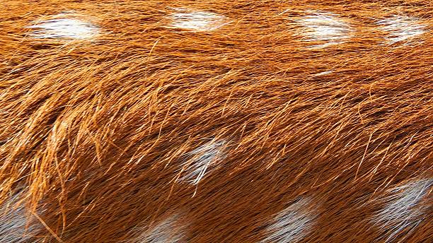 istock Close up texture of a deer s spotted fur coat 2248157097