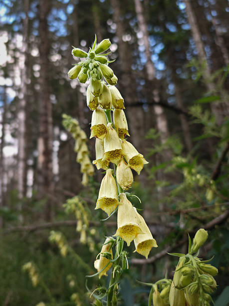 istock Yellow Foxglove Bloom in a Forest Clearing 2248157790