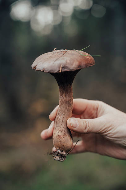 istock Hand Holding Mushroom in Late Autumn Forest 2248157925