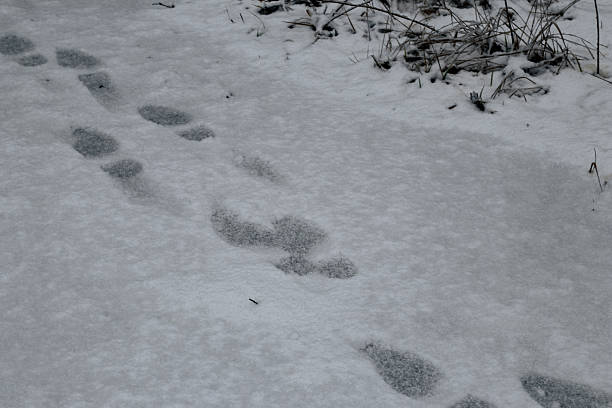 istock Footprints in fresh snow on icy ground 2248158500