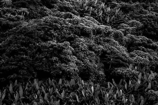 Imaginative nature of Amami Oshima, Japan