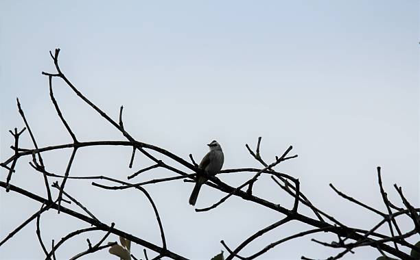 istock Bird on a tree branch with blue sky in the background 2248160511