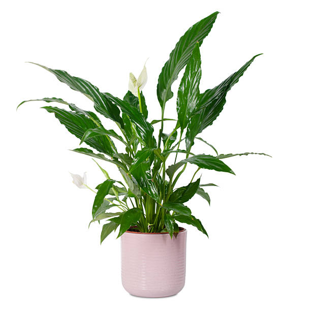 istock spathiphyllum plant 2248161579