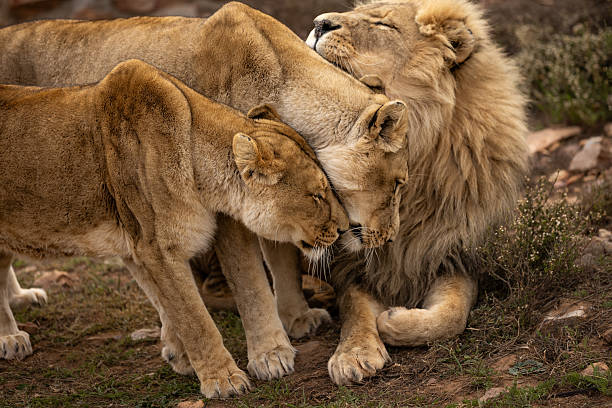 istock A Pride of Lions 2248162688