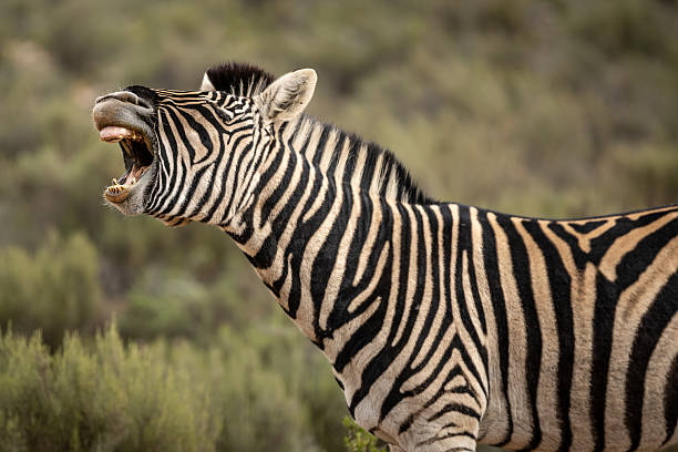 istock Zebra Barks in South Africa 2248162769