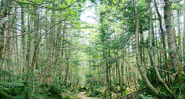 istock Coniferous forest on the Yatsugatake mountain trail 2248163947