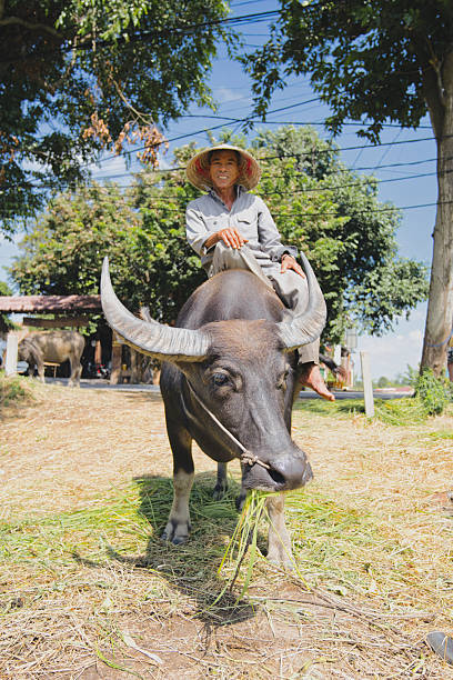 istock Vietnamese farmer with a conical hat riding a water buffalo while passing through a rural area in hoi an, representing traditional agriculture and a connection to the natural world 2248164379