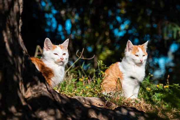 Two little cats in the tree with mottled light and shadow