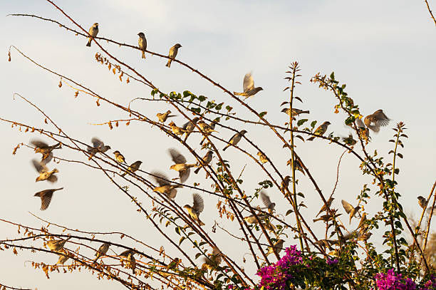 Flock of small sparrow birds gathering and flying around branches in warm sunlight, Antalya, Turkiye