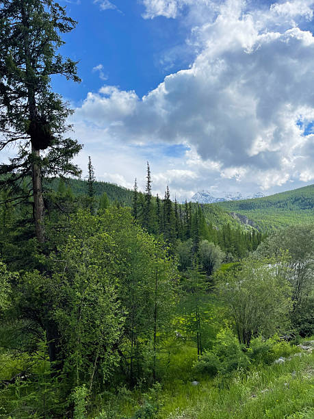 istock Mountain landscape with green forest and blue sky with white clouds. 2248166752
