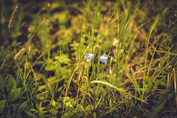 Blue bellflower growing in field, macro photography