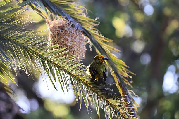 A vibrant yellow bird perched on a palm frond with a nest in the background, set against a blurred natural backdrop.