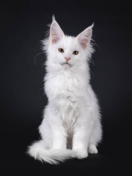 istock Maine Coon cat kitten on black 2248168769