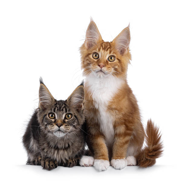 istock Maine Coon cat kittens on white 2248169088