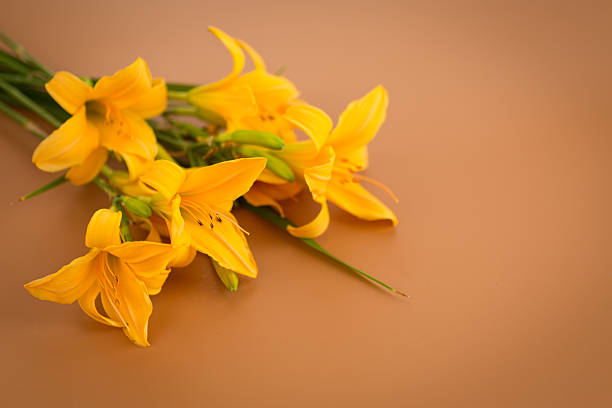 Day lily in macro