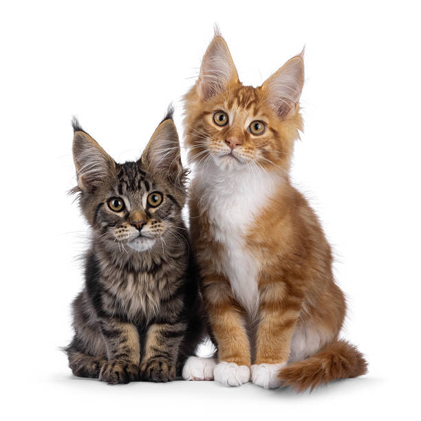 istock Maine Coon cat kittens on white 2248169097