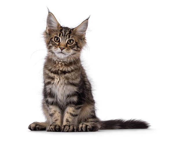 istock Maine Coon cat kitten on white 2248169220