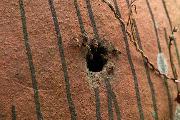 istock Honey bees on terracotta jar hive 2248172010
